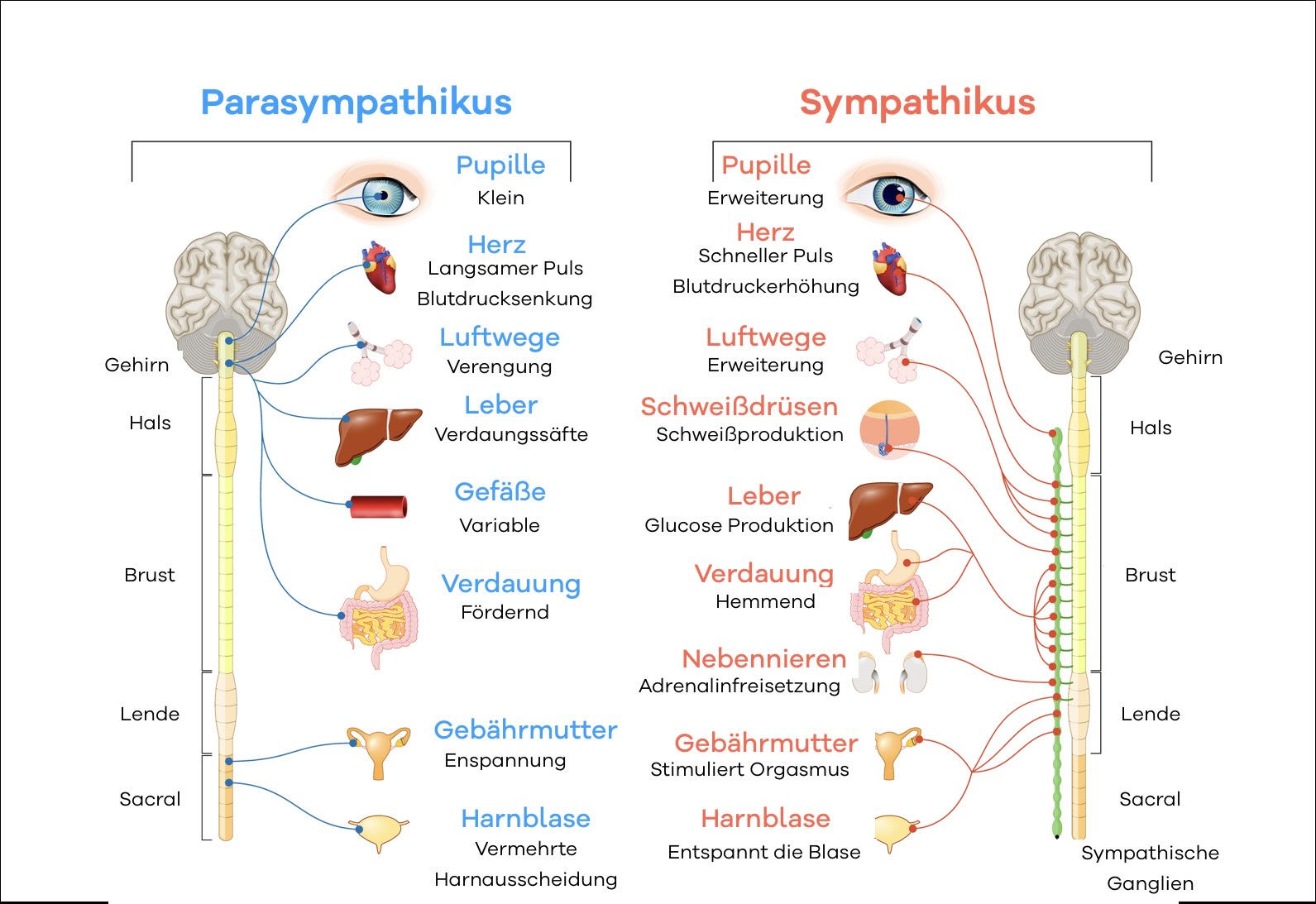 Sympathikus und Parasympathikus Nervensystem