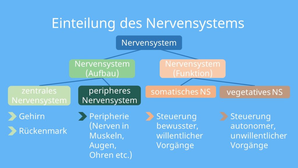 Einteilung des Nervensystems