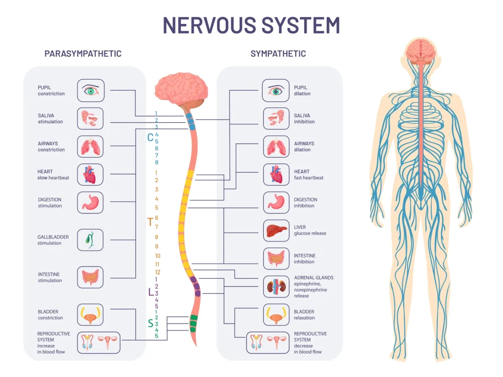 Autogenic Training helps activate the parasympathetic nervous system